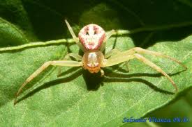 Attēlu rezultāti vaicājumam “Thomisidae”