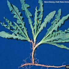 Attēlu rezultāti vaicājumam “Sonchus arvensis subsp. uliginosus leaf”