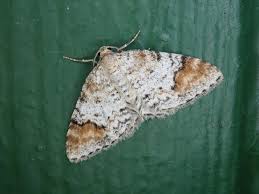 Attēlu rezultāti vaicājumam “Venusia blomeri”