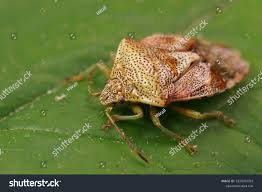 Attēlu rezultāti vaicājumam “Elasmucha grisea”