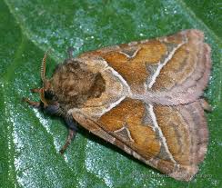 Attēlu rezultāti vaicājumam “Hepialus sylvina”