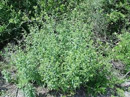 Attēlu rezultāti vaicājumam “Lithospermum officinale”