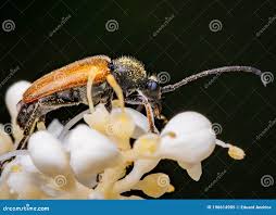 Attēlu rezultāti vaicājumam “Paracorymbia maculicornis”