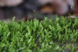 Attēlu rezultāti vaicājumam “Pleurocarpous mosses sporophyte”