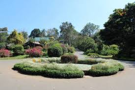 Image result for шри ланка королевский ботанический сад