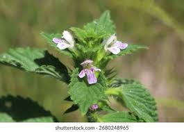 Attēlu rezultāti vaicājumam “Galeopsis bifida”