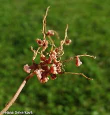 Attēlu rezultāti vaicājumam “Vicia hirsuta bud”