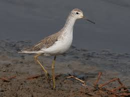 Attēlu rezultāti vaicājumam “Tringa stagnatilis adult”