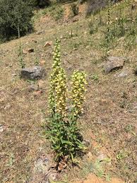 Image result for Digitalis ferruginea