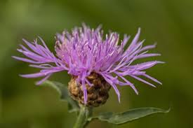 Attēlu rezultāti vaicājumam “Centaurea jacea”