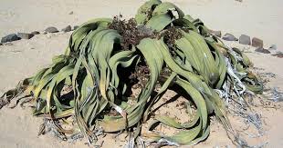 Attēlu rezultāti vaicājumam “Bulbochaete mirabilis”