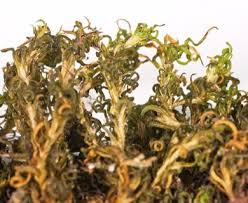 Attēlu rezultāti vaicājumam “Oxystegus tenuirostris”