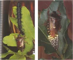 Attēlu rezultāti vaicājumam “Pinthaeus sanguinipes imago”