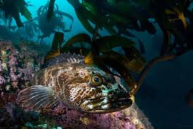 Image result for Ophiodon elongatus