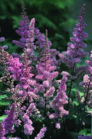 Attēlu rezultāti vaicājumam “Astilbe chinensis bud”