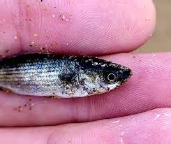 Image result for Chelon labrosus