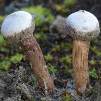 Attēlu rezultāti vaicājumam “Tulostoma fimbriatum”