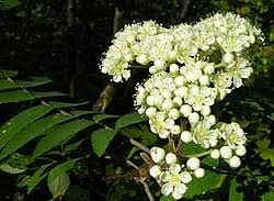 Attēlu rezultāti vaicājumam “Sorbus aucuparia flower”
