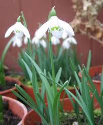 Attēlu rezultāti vaicājumam “Galanthus nivalis flower”