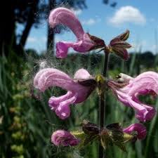 Image result for Salvia pratensis `Rose Rhapsody