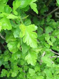 Attēlu rezultāti vaicājumam “Crataegus x macrocarpa”