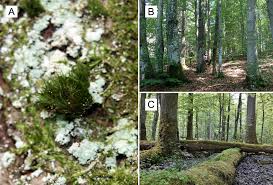 Attēlu rezultāti vaicājumam “Dicranum viride”