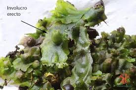 Attēlu rezultāti vaicājumam “Pellia endiviifolia”