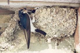 Attēlu rezultāti vaicājumam “Delichon urbicum nest”