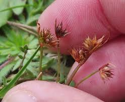 Attēlu rezultāti vaicājumam “Juncus capitatus”