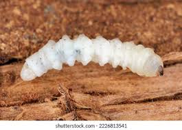 Attēlu rezultāti vaicājumam “Cerambycidae larva”