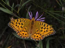 Attēlu rezultāti vaicājumam “Argynnis adippe”