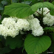 Attēlu rezultāti vaicājumam “Hydrangea arborescens subsp. discolor flower”