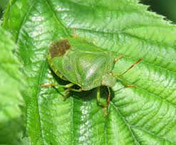 Attēlu rezultāti vaicājumam “Palomena prasina”