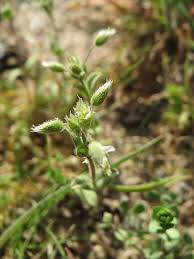 Attēlu rezultāti vaicājumam “Cerastium semidecandrum bud”