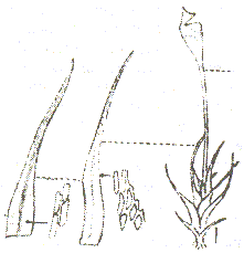 Attēlu rezultāti vaicājumam “Seligeria donniana”