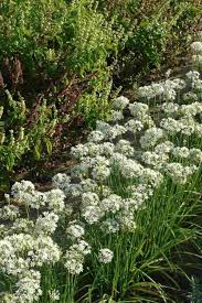 Image result for Schnittknoblauch