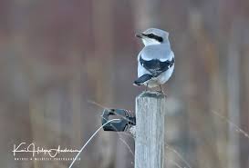Attēlu rezultāti vaicājumam “Lanius excubitor”