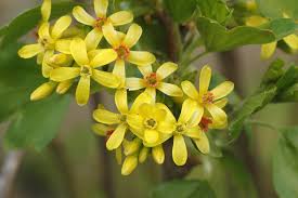 Attēlu rezultāti vaicājumam “Ribes alpinum”