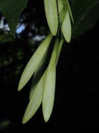 Attēlu rezultāti vaicājumam “Fraxinus pennsylvanica female flower”