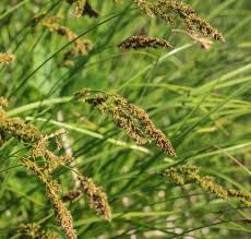 Attēlu rezultāti vaicājumam “Carex paniculata”