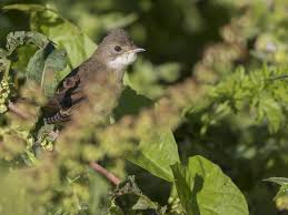 Attēlu rezultāti vaicājumam “Sylvia communis adult”