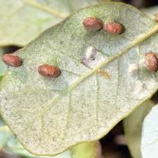 Attēlu rezultāti vaicājumam “Cystiphora sanguinea larva”