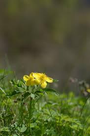 Attēlu rezultāti vaicājumam “Anemone ranunculoides”