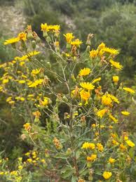 Attēlu rezultāti vaicājumam “Hieracium vulgatum bud”