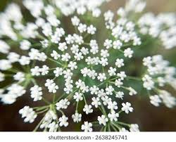 Attēlu rezultāti vaicājumam “Pimpinella saxifraga flower”