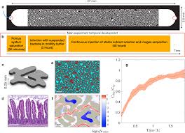 Attēlu rezultāti vaicājumam “Physarum contextum sessile”
