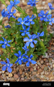 Attēlu rezultāti vaicājumam “Gentianaceae”