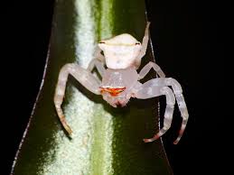 Attēlu rezultāti vaicājumam “Thomisidae”