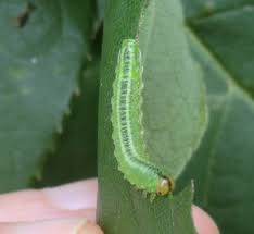 Attēlu rezultāti vaicājumam “Argidae larva”