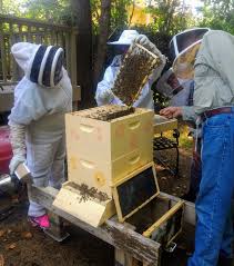 Image result for Boccia In Epsom & Ewell (Bees)